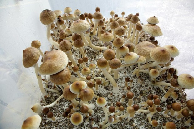 Psilocybine et champignons magiques